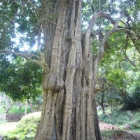 Hydnocarpus venenatus Gaertn.